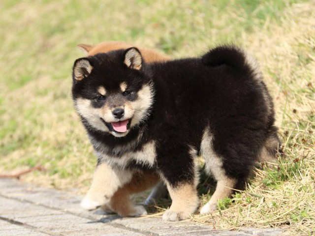 IMG_1139-shiba-puppy