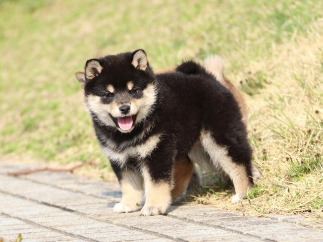 IMG_1142-shiba-puppy