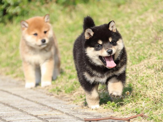 IMG_1154-shiba-puppy