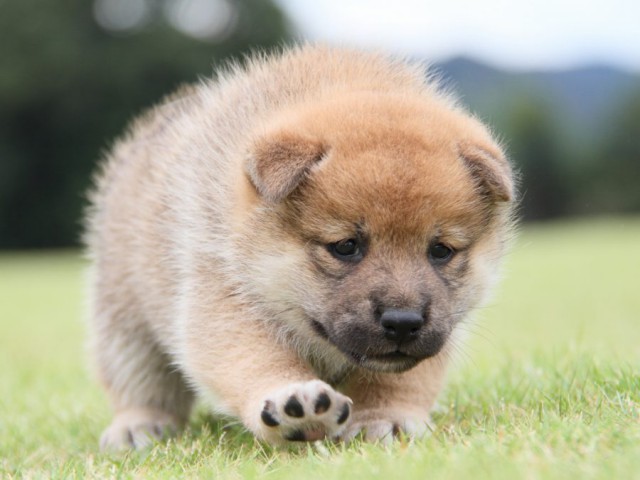 IMG_1160-shibainu-koinu IMG_1160-shibainu-koinu