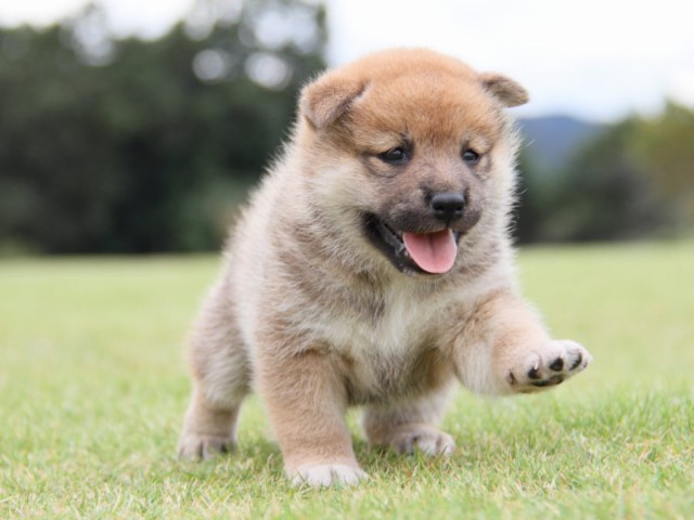 IMG_1163-shibainu-koinu IMG_1163-shibainu-koinu