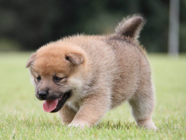 IMG_1213-shibainu-koinu IMG_1213-shibainu-koinu