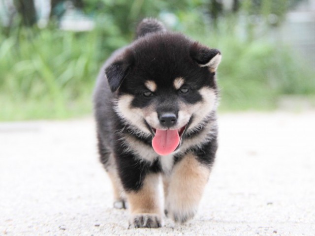 IMG_1227-shibainu-puppy IMG_1227-shibainu-puppy