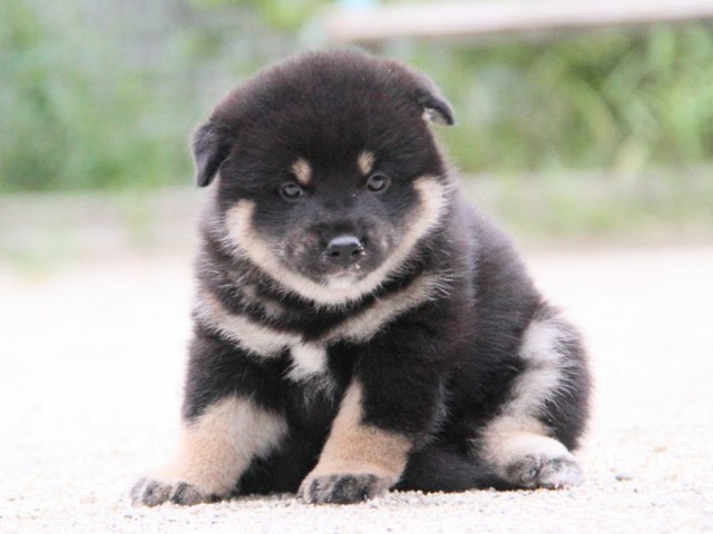 IMG_1233-shibainu-puppy IMG_1233-shibainu-puppy