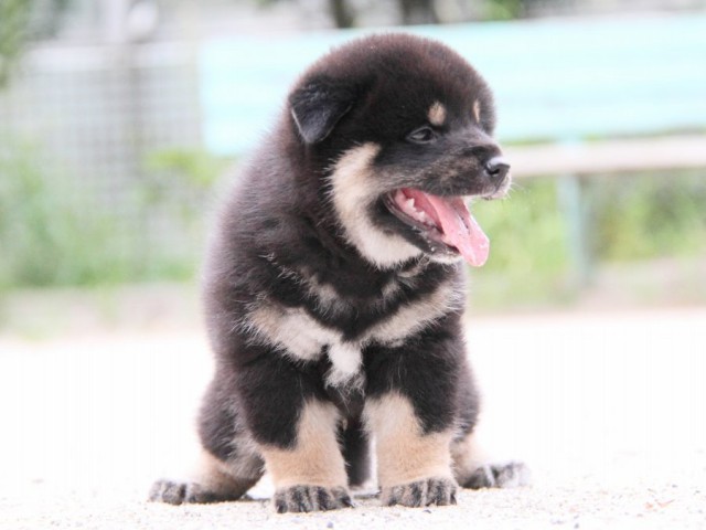 IMG_1248-shibainu-puppy IMG_1248-shibainu-puppy