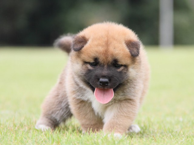 IMG_1259-shibainu-koinu IMG_1259-shibainu-koinu