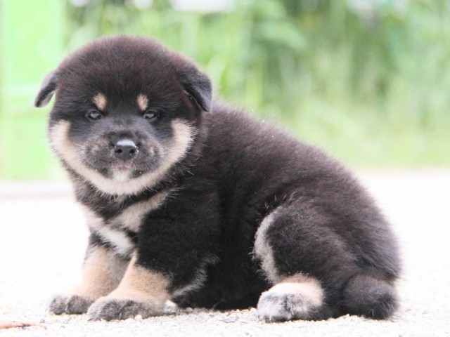 IMG_1260-shibainu-puppy IMG_1260-shibainu-puppy