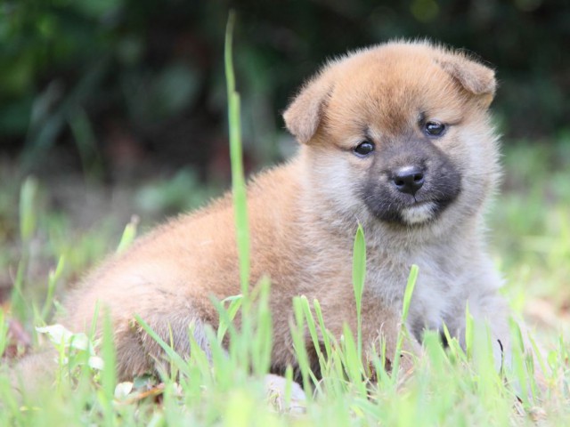 IMG_1276-shibainu-puppy IMG_1276-shibainu-puppy