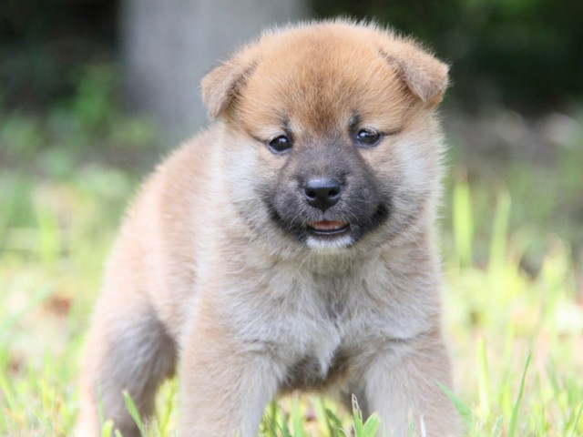 IMG_1303-shibainu-puppy IMG_1303-shibainu-puppy