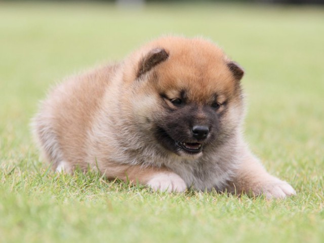 IMG_1307-shibainu-koinu IMG_1307-shibainu-koinu