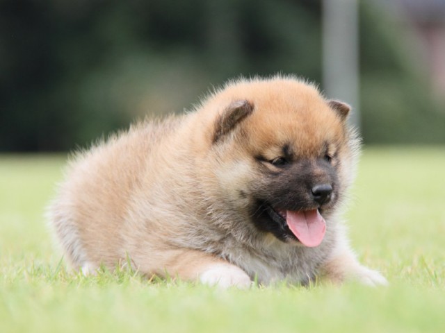 IMG_1310-shibainu-koinu IMG_1310-shibainu-koinu