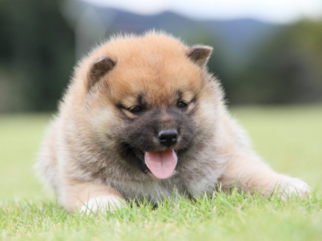 IMG_1318-shibainu-koinu IMG_1318-shibainu-koinu