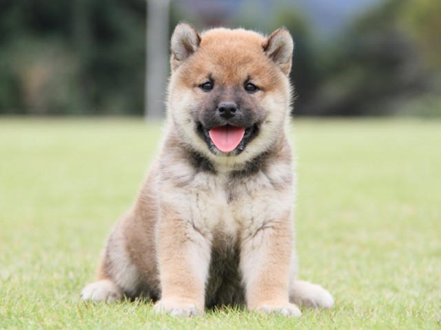 IMG_1329-shibainu-koinu IMG_1329-shibainu-koinu