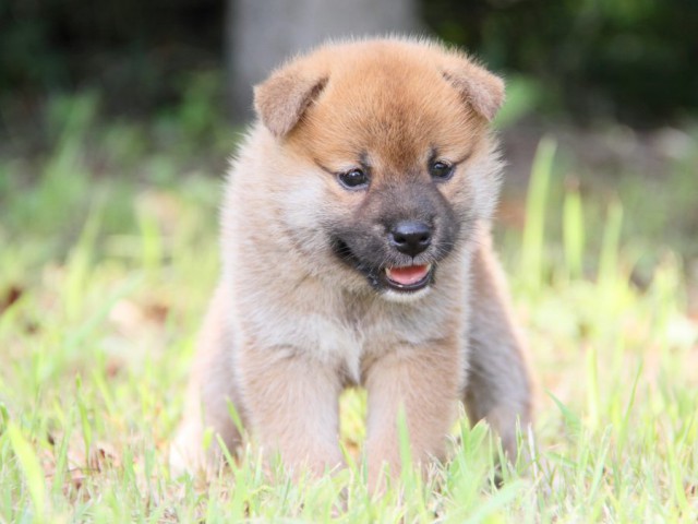 IMG_1330-shibainu-puppy IMG_1330-shibainu-puppy