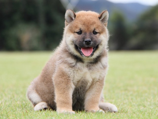 IMG_1347-shibainu-koinu IMG_1347-shibainu-koinu
