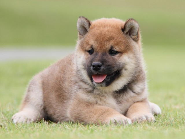 IMG_1351-shibainu-koinu IMG_1351-shibainu-koinu