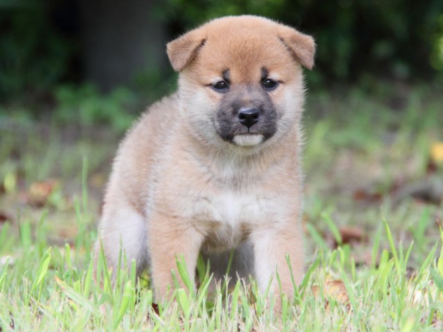 IMG_1351-shibainu-puppy IMG_1351-shibainu-puppy