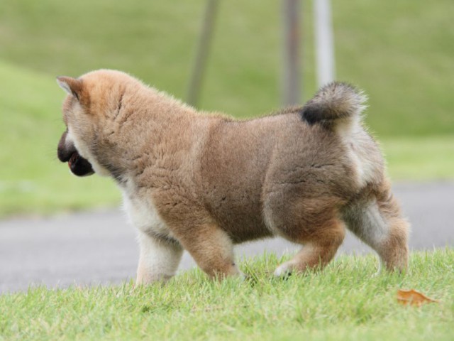 IMG_1361-shibainu-koinu IMG_1361-shibainu-koinu