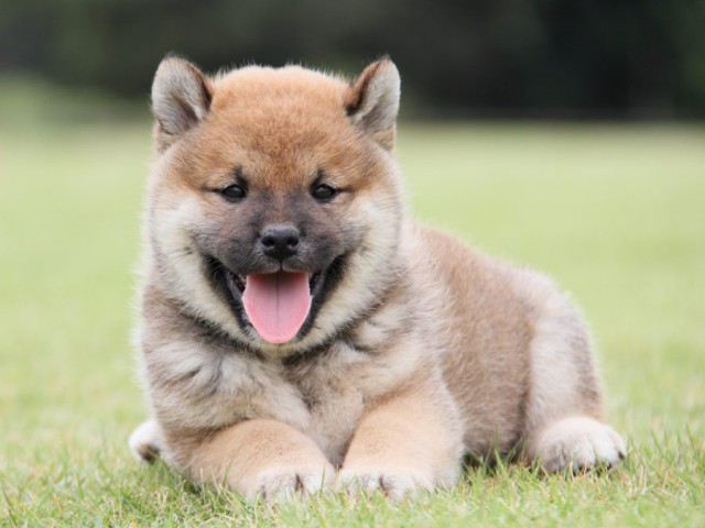IMG_1379-shibainu-koinu IMG_1379-shibainu-koinu