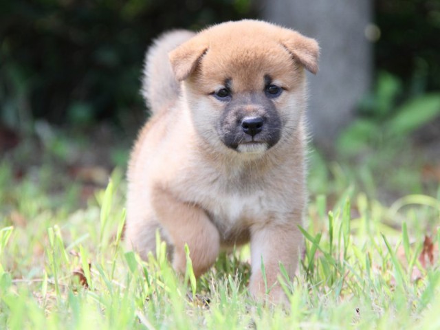 IMG_1410-shibainu-puppy IMG_1410-shibainu-puppy