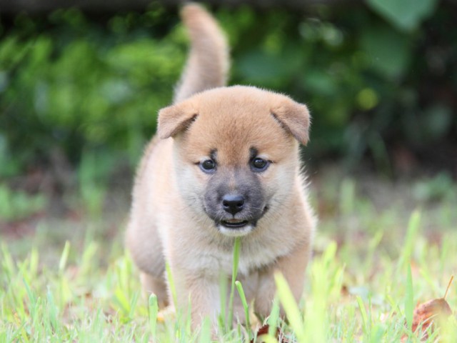 IMG_1443-shibainu-puppy IMG_1443-shibainu-puppy