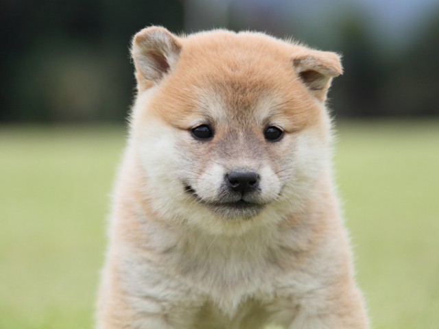 IMG_1445-shibainu-koinu IMG_1445-shibainu-koinu