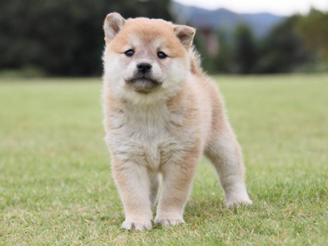 IMG_1449-shibainu-koinu IMG_1449-shibainu-koinu