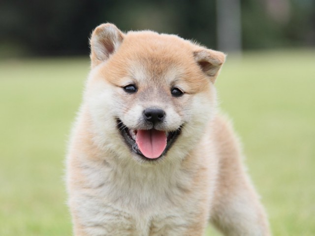IMG_1465-shibainu-koinu IMG_1465-shibainu-koinu