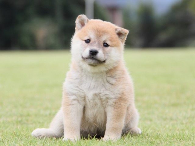 IMG_1470-shibainu-koinu IMG_1470-shibainu-koinu