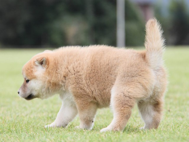 IMG_1472-shibainu-koinu IMG_1472-shibainu-koinu