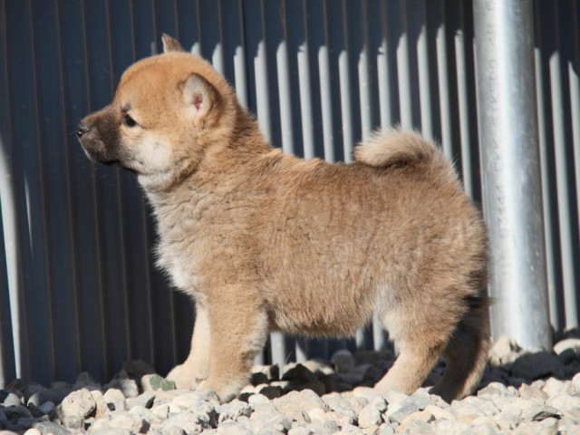 IMG_1485-shibainu-koinu IMG_1485-shibainu-koinu