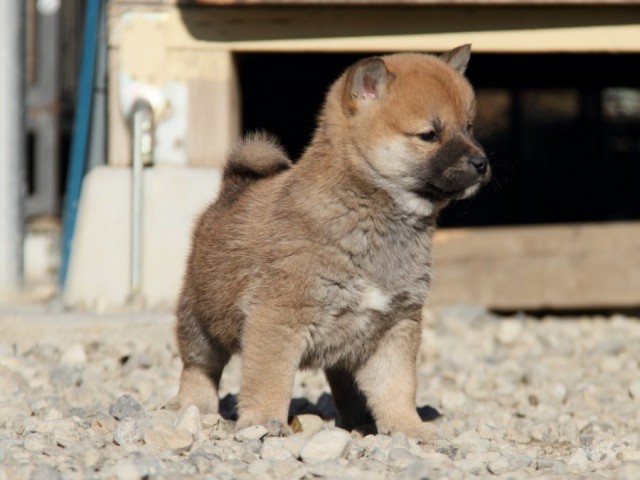 IMG_1501-shibainu-koinu IMG_1501-shibainu-koinu