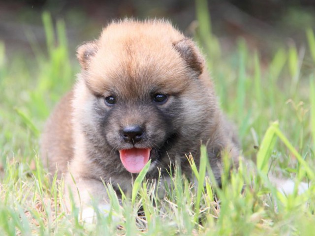 IMG_1507-shibainu-puppy IMG_1507-shibainu-puppy