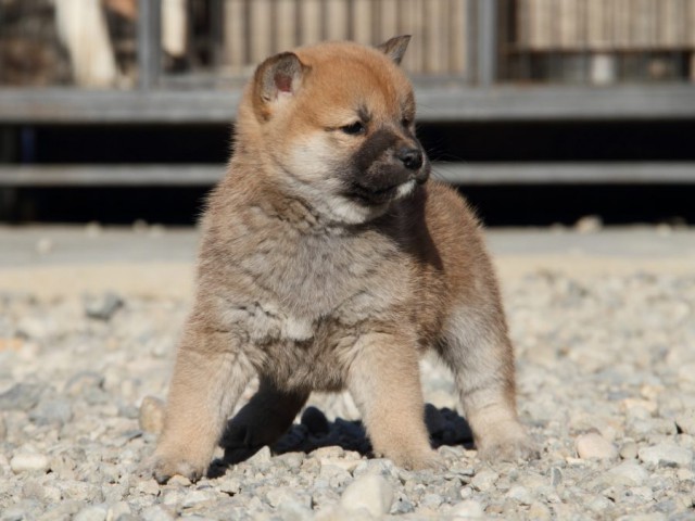 IMG_1524-shibainu-koinu IMG_1524-shibainu-koinu