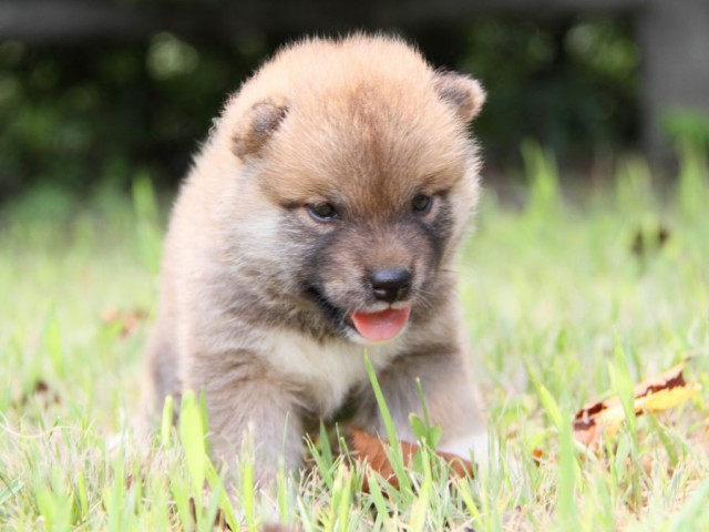 IMG_1528-shibainu-puppy IMG_1528-shibainu-puppy