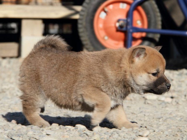 IMG_1533-shibainu-koinu IMG_1533-shibainu-koinu