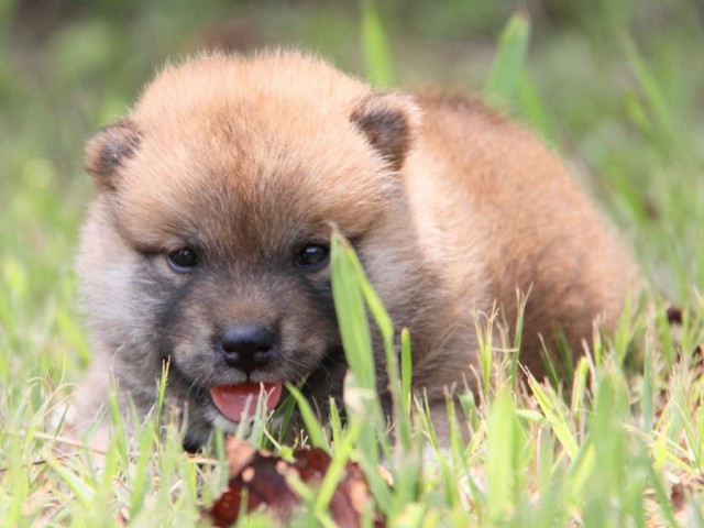 IMG_1544-shibainu-puppy IMG_1544-shibainu-puppy