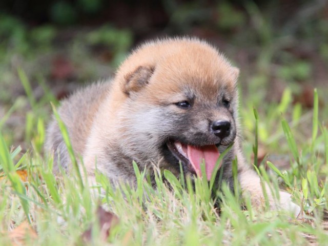 IMG_1564-shibainu-puppy IMG_1564-shibainu-puppy