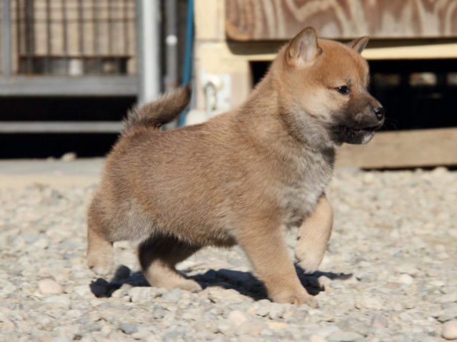 IMG_1569-shibainu-koinu IMG_1569-shibainu-koinu