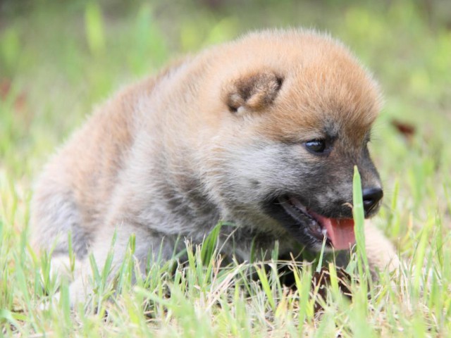 IMG_1570-shibainu-puppy IMG_1570-shibainu-puppy