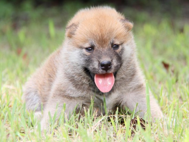IMG_1582-shibainu-puppy IMG_1582-shibainu-puppy