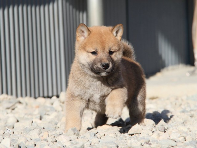 IMG_1589-shibainu-koinu IMG_1589-shibainu-koinu