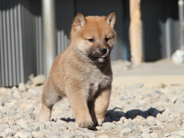IMG_1592-shibainu-koinu IMG_1592-shibainu-koinu