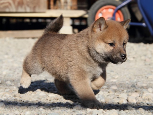 IMG_1607-shibainu-koinu IMG_1607-shibainu-koinu