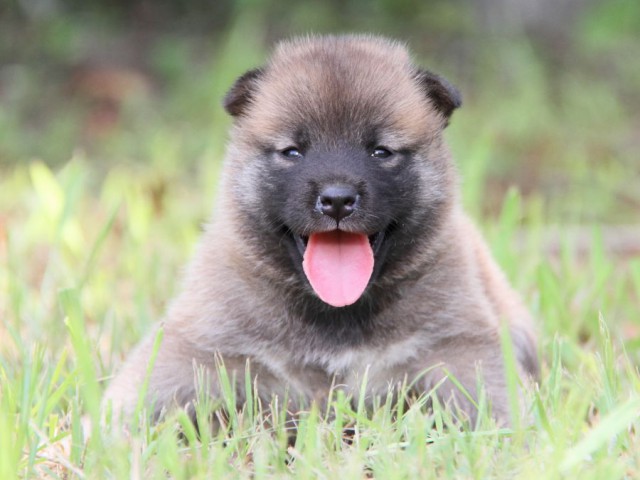 IMG_1613-shibainu-puppy IMG_1613-shibainu-puppy