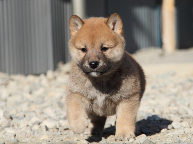 IMG_1620-shibainu-koinu IMG_1620-shibainu-koinu
