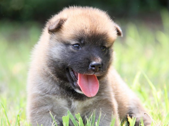 IMG_1634-shibainu-puppy IMG_1634-shibainu-puppy