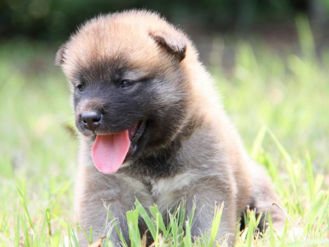 IMG_1643-shibainu-puppy IMG_1643-shibainu-puppy