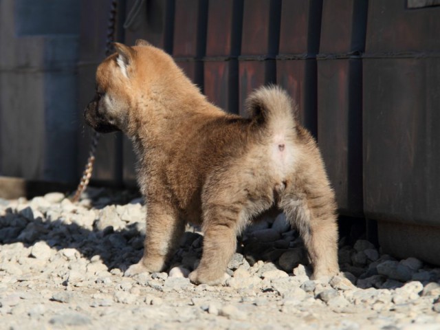 IMG_1667-shibainu-koinu IMG_1667-shibainu-koinu