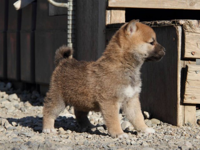 IMG_1674-shibainu-koinu IMG_1674-shibainu-koinu